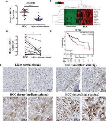 circRPS16 Promotes Proliferation and Invasion of Hepatocellular Carcinoma by Sponging miR-876-5p to Upregulate SPINK1